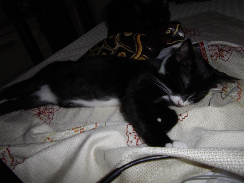Iacinthe - petite chatonne née le 01 avril 2013  Imgp3315