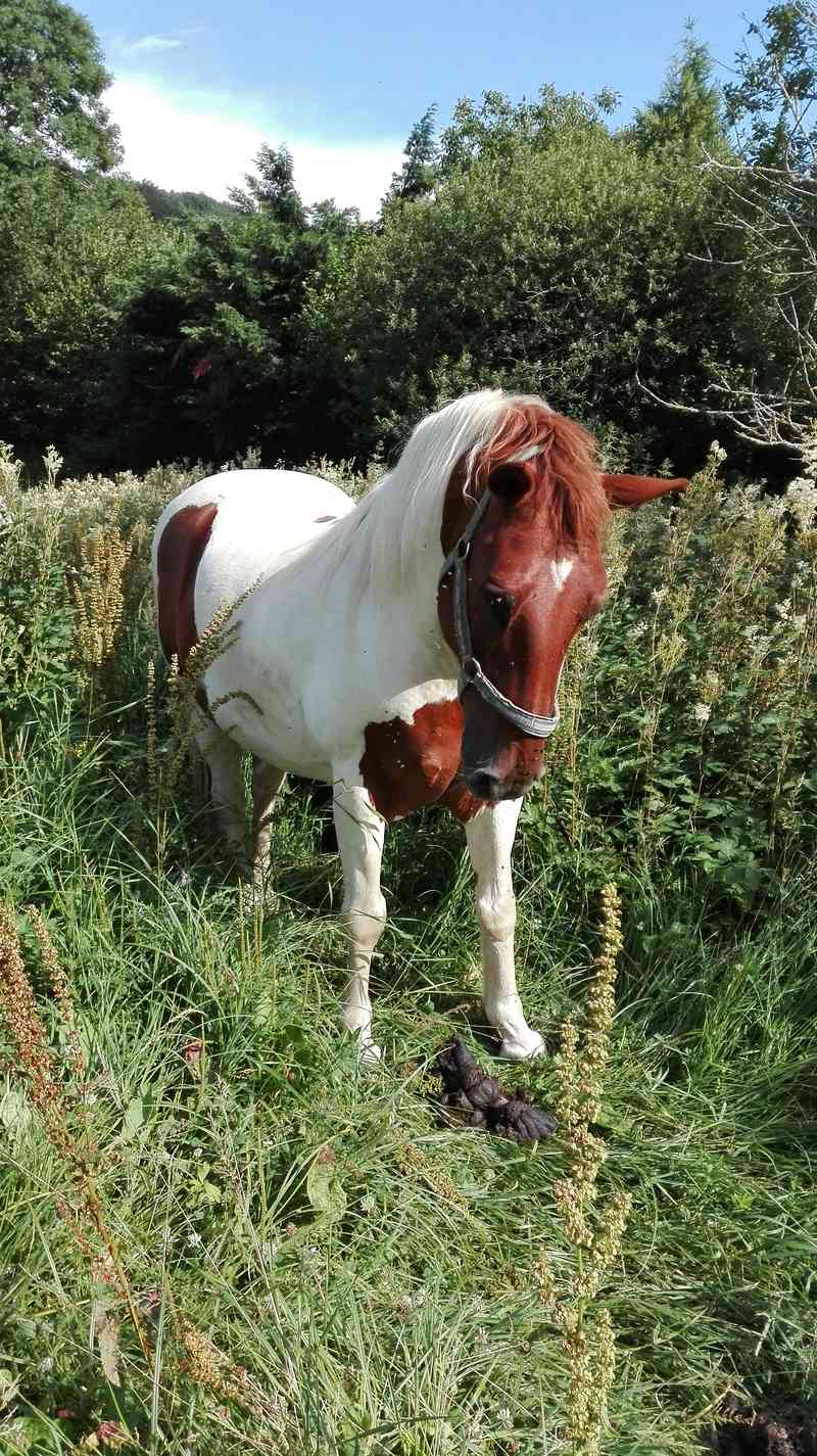 CALINOU  - ONC poney - né en 1999 - adopté en novembre 2012 par Stéphanie - Page 6 Img_2011