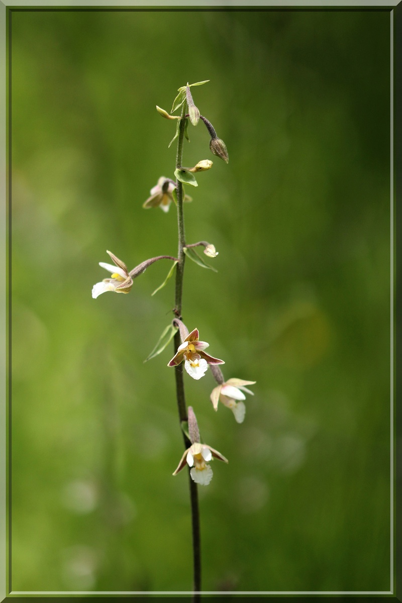 Une bonne année pour les Epipactis (67,68,54, D) maj 21-07 2016-030