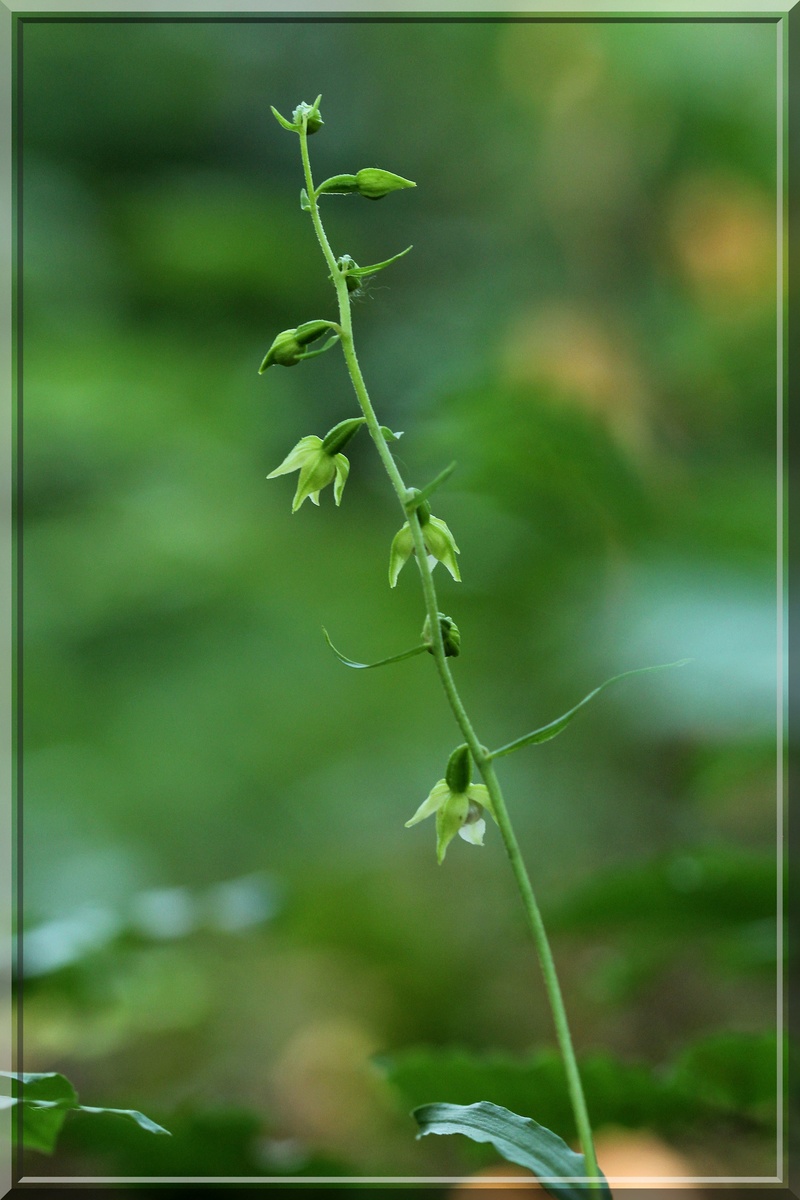 Une bonne année pour les Epipactis (67,68,54, D) maj 21-07 2016-045