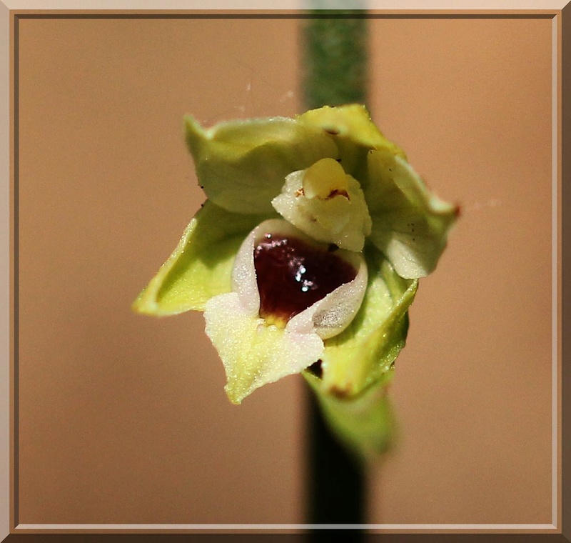 Une bonne année pour les Epipactis (67,68,54, D) maj 21-07 2016-058