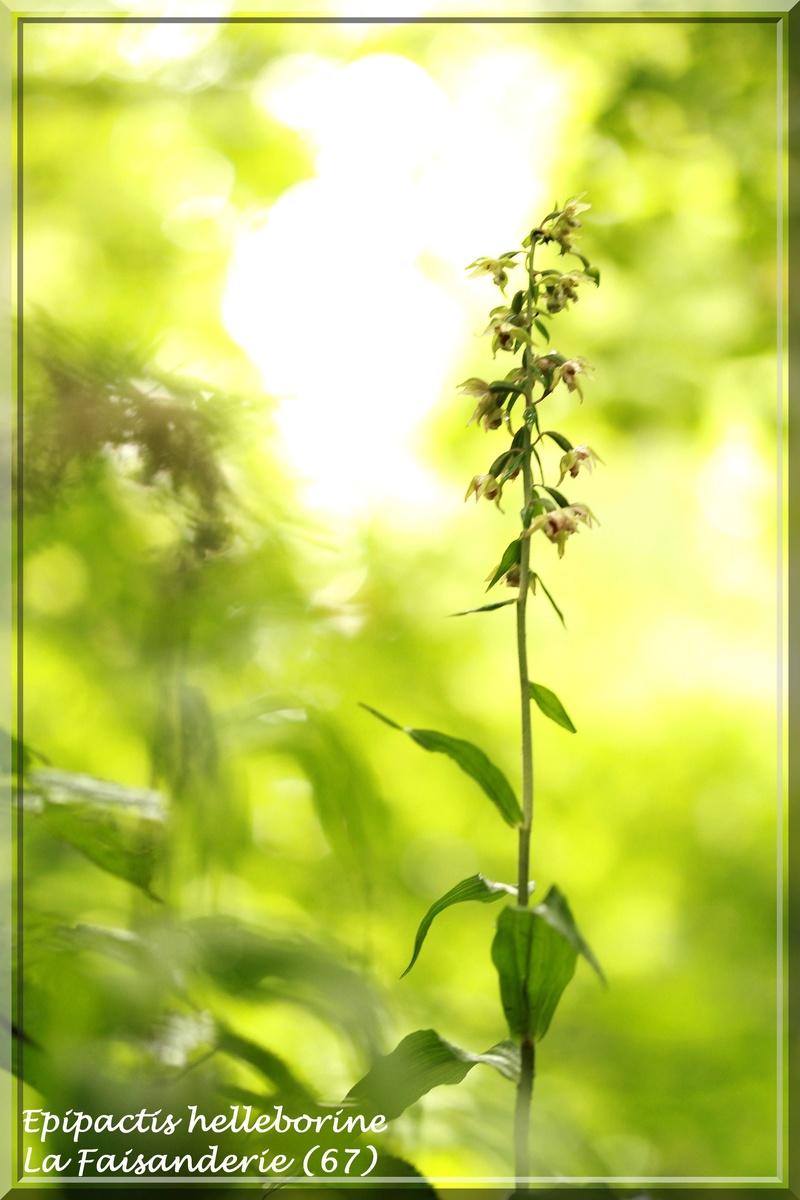 Une bonne année pour les Epipactis (67,68,54, D) maj 21-07 2016-082