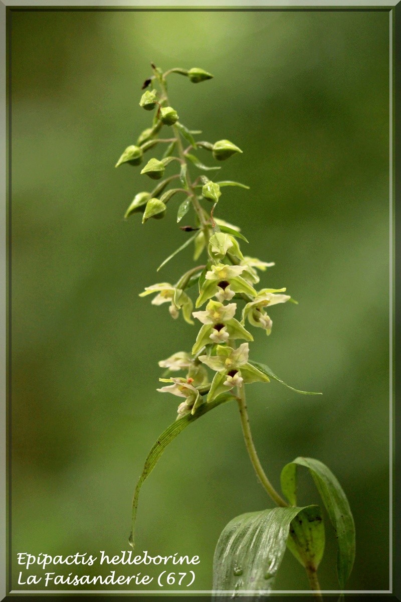 Une bonne année pour les Epipactis (67,68,54, D) maj 21-07 2016-084