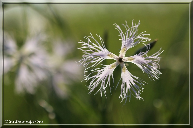 Campanule...Schirrhein (67) 25-07-2016 Ober110