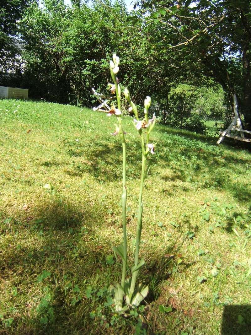 Orchidées sur ma pelouse Dscf0510