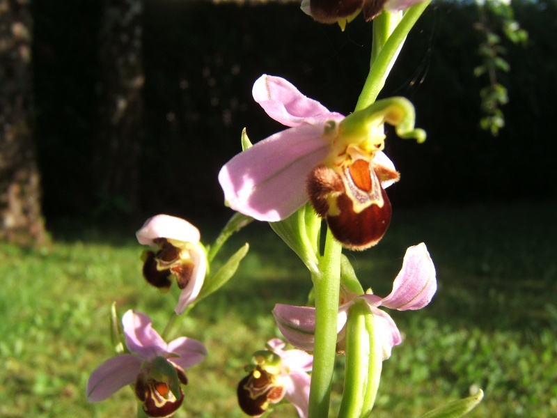 Orchidées sur ma pelouse Dscf0511