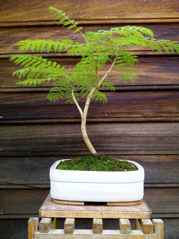 royal poinciana bonsai project royal poinciana bonsai project