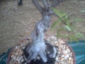 narrow leaf ficus is stressed/stunted Ficus211