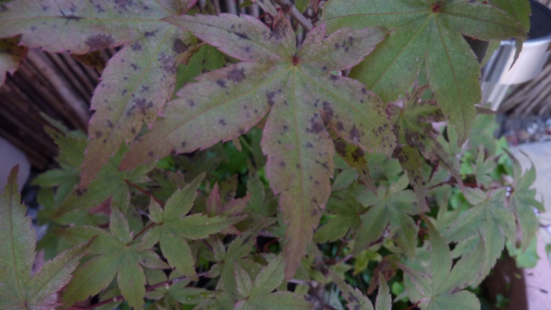 Problems with Japanese Acer leaves? P1120711