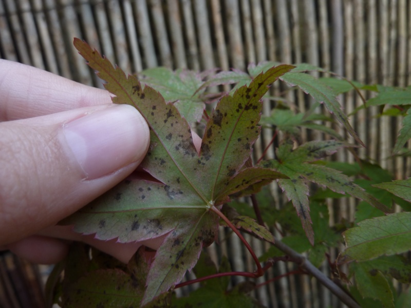 Problems with Japanese Acer leaves? P1120712