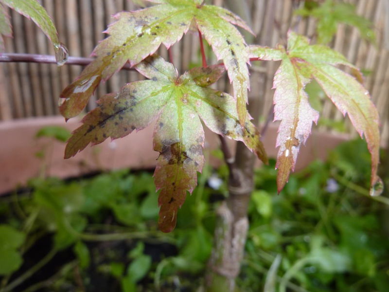 Problems with Japanese Acer leaves? P1120713