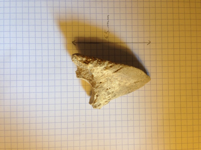 dent fossile provenant de la Nièvre Img_1211