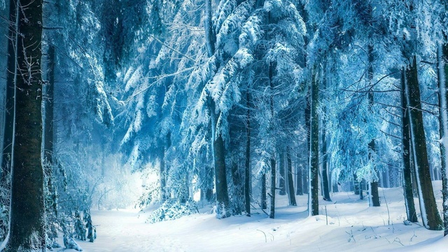Морозный лес Aeaza_10