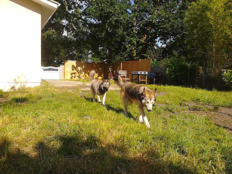 Loki X husky de 11 mois  (m) gris blanc reflets roux   PAR:33 ADOPTE 10054210