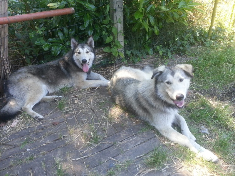 Loki X husky de 11 mois  (m) gris blanc reflets roux   PAR:33 ADOPTE 10646810