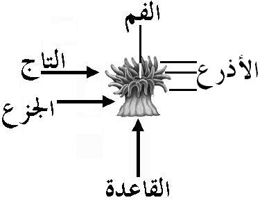 الاسماك الملائكية تزين حدائق البحار Mk426511