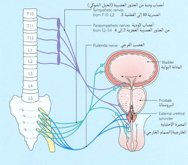 اعصابك و كيف تعمل Penile12