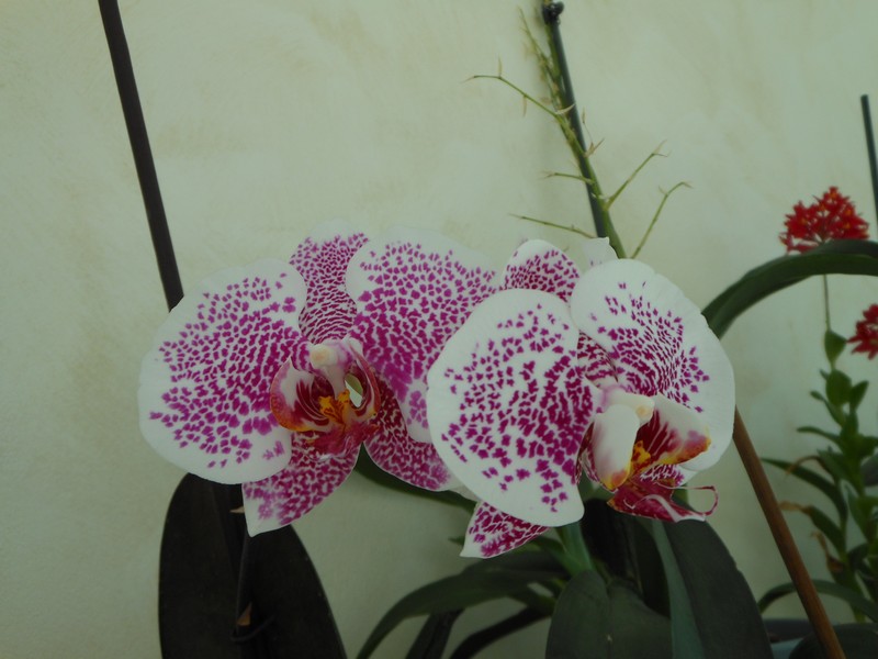 Les orchidées de nounoucaro MAJ 08/05/14 - Page 4 Phal_710