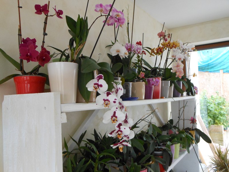 Les orchidées de nounoucaro MAJ 08/05/14 Verand12