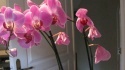 mon premier Phalaenopsis Img_3013