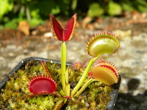 Quelles différences de caractéristiques entre ces cultivars de dionaea   Uk_saw20