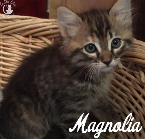 MAGNOLIA Magnol10