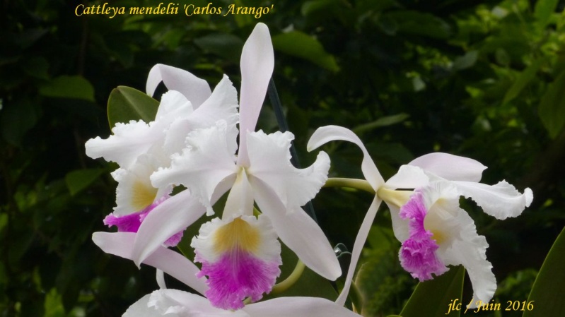 Cattleya mendelii 'Carlos Arango' Cattle10