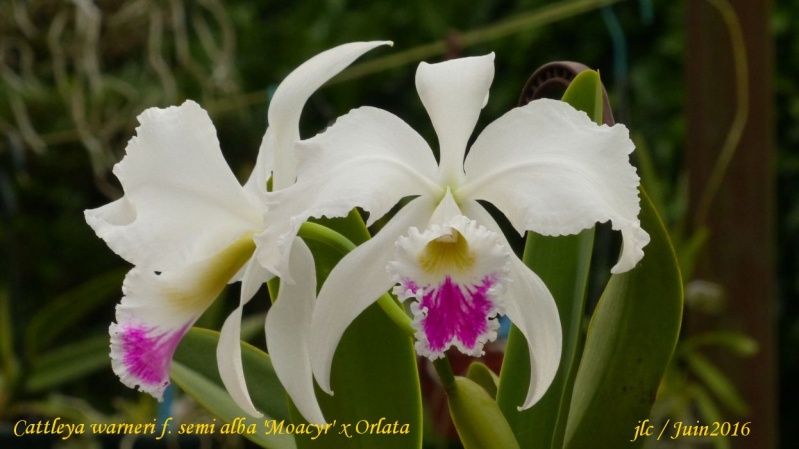 Cattleya warneri f. semi alba 'Moacyr' x orlata Cattle16