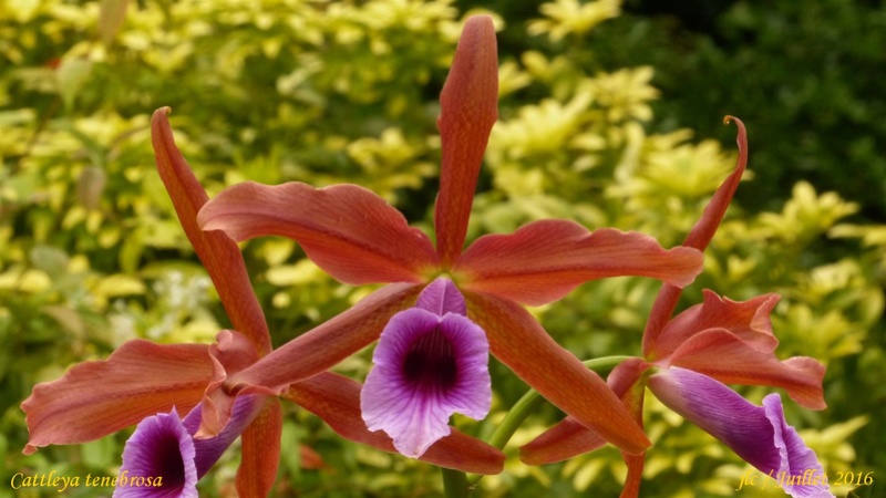 Cattleya ( Laelia) tenebrosa Cattle32