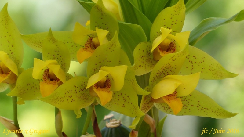 Lycaste Groganii (x groganii) Lycast11