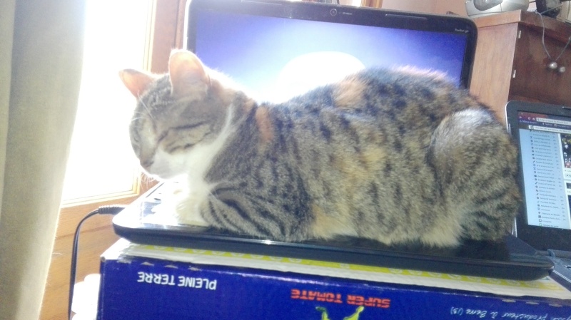 DUCHESSE - chatte femelle, née 2011/2012, borgne - (PASCANI) - adoptée par Chantal Pascal (dpt 63) - Page 5 128_bo10