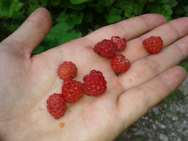 La récolte des fruits 20160716