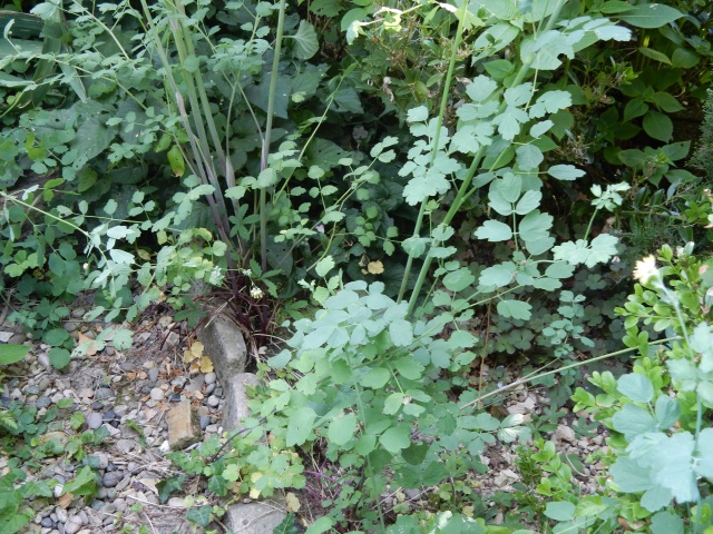 Thalictrum aquilegifolium - pigamon à feuilles d'ancolie Dscn2711