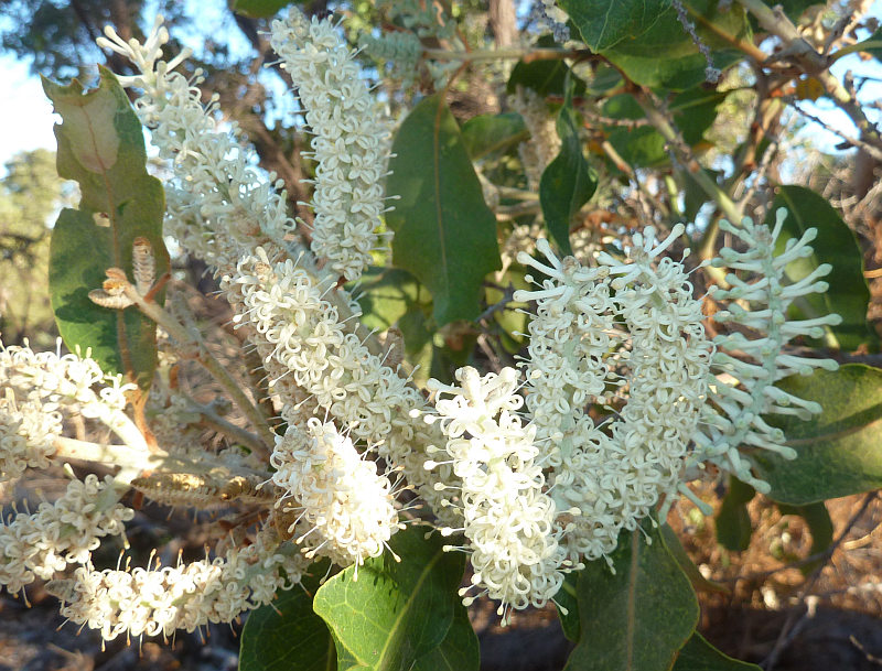 FLEURS OU ARBRES par ordre ALPHABETIQUE - Page 26 A_xylo11