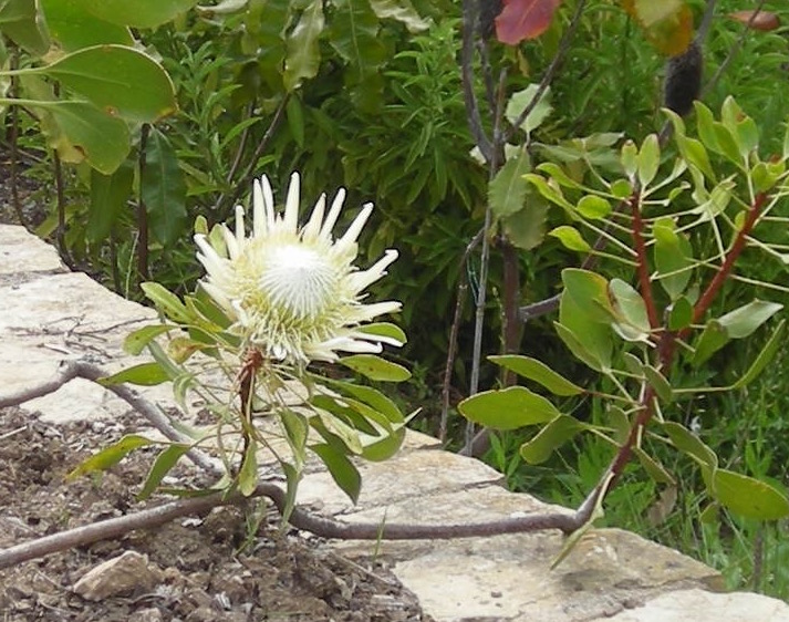 Une petite balade dans les jardins de MC - Page 5 Dscn3925