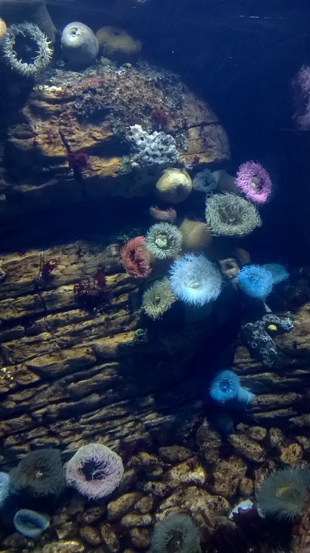 visite à l'Oceanarium de Lisbonne Wp_20154