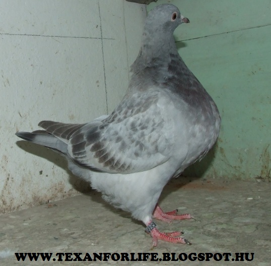 Pigeon texans of Adam Palankai ( Hungary) - Page 18 Dscf7112