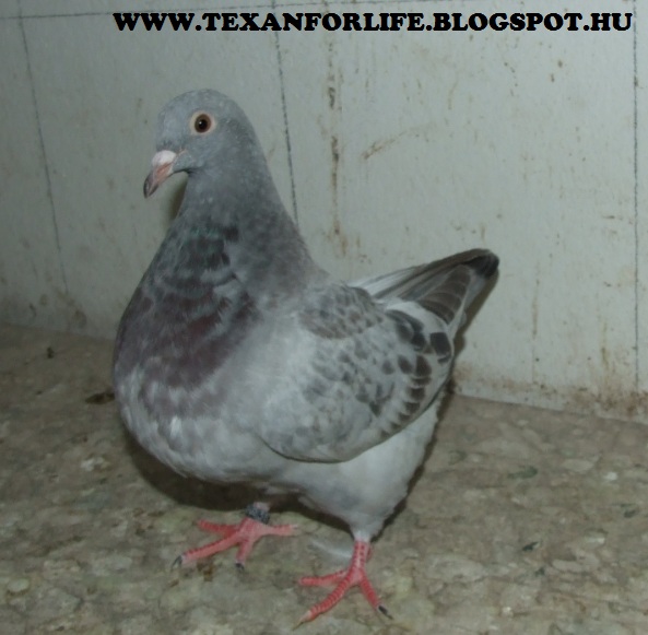 Pigeon texans of Adam Palankai ( Hungary) - Page 18 Dscf7113