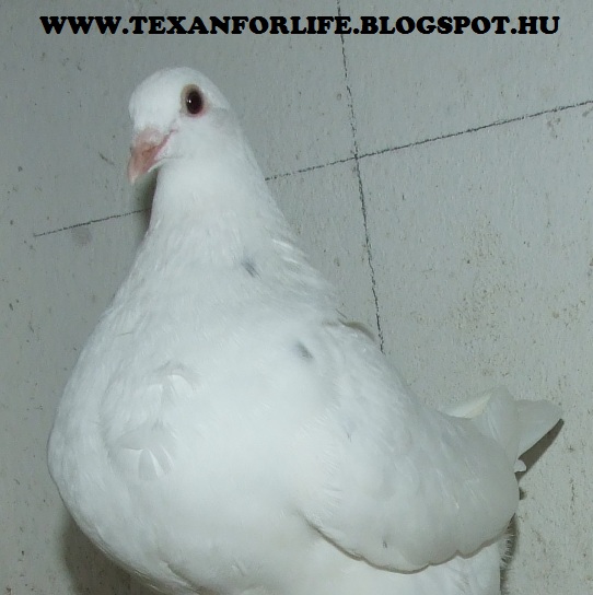 Pigeon texans of Adam Palankai ( Hungary) - Page 18 Dscf7116