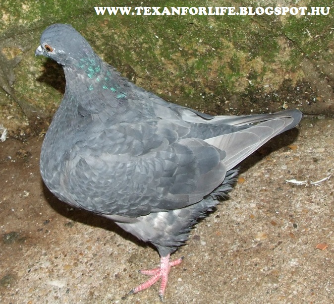 Pigeon texans of Adam Palankai ( Hungary) - Page 18 Dscf7411