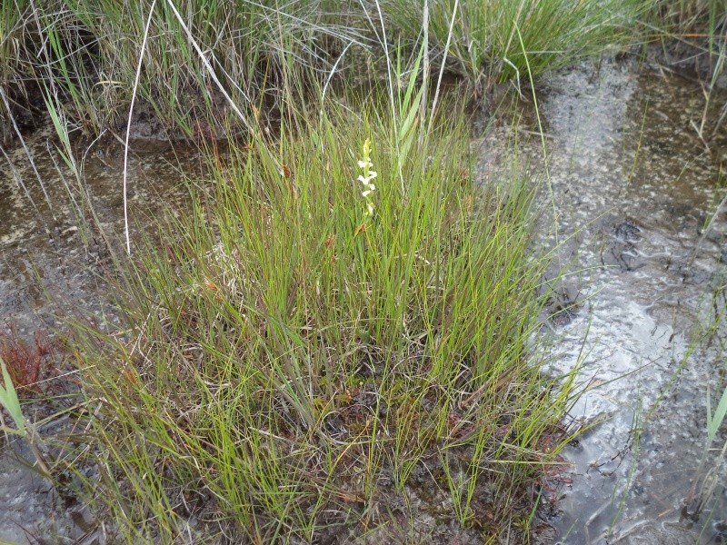 orchidées de zones humides Dsc01611