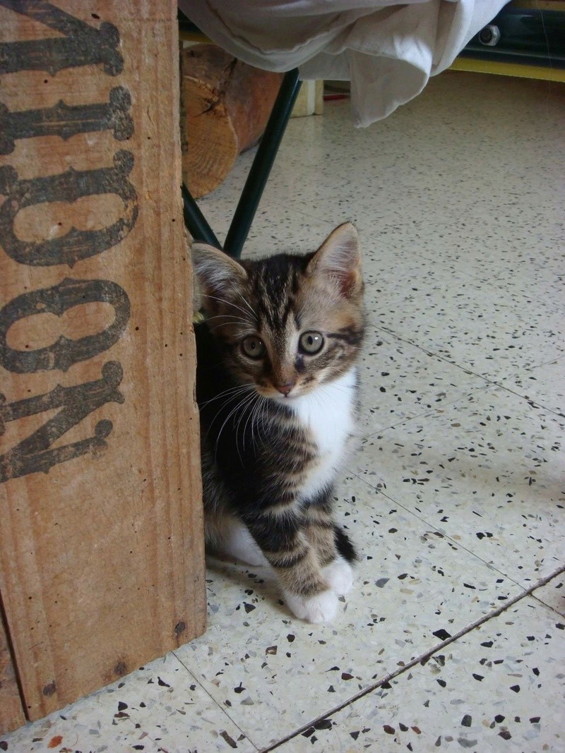 Monoi ex Mabel, adorable chatonne tigrée Image93