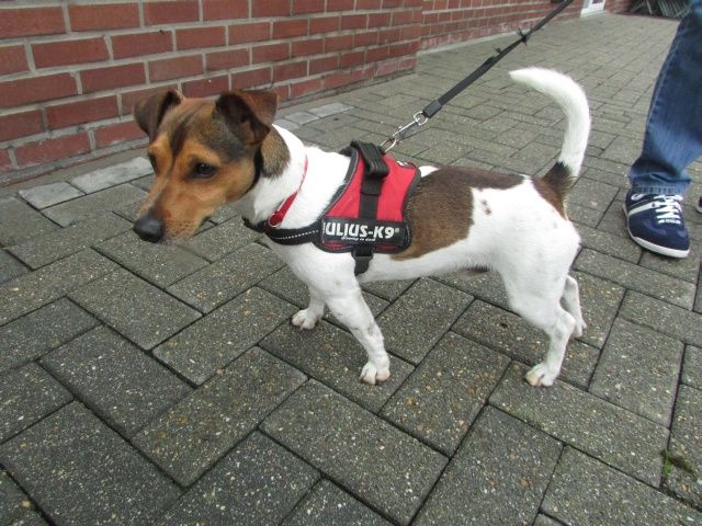 Rocky Jack-Russel-Terrier, Mâle 3 ANS 4 MOIS 115.084.355 I1084310