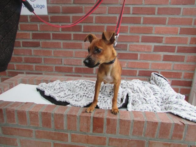 Loli Chien des Rues, Femelle 1 AN 4 MOIS 115.085.361 I1085310