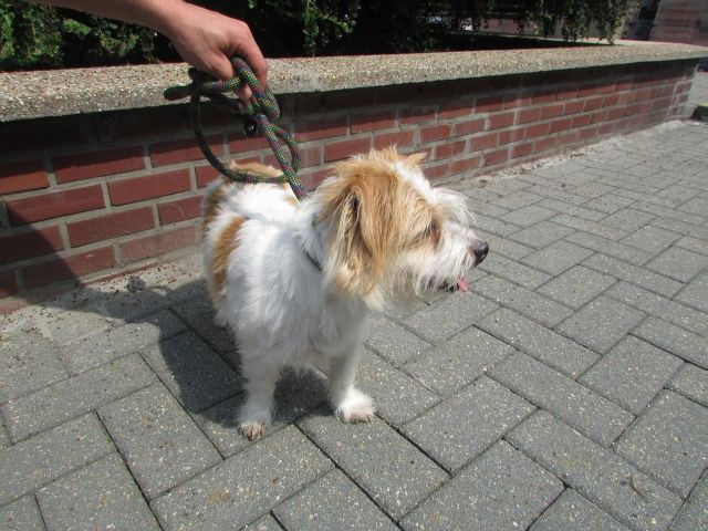  Snoopy Croisé Jack-Russel-T, Mâle 4 ans 116.087.201 I1087221