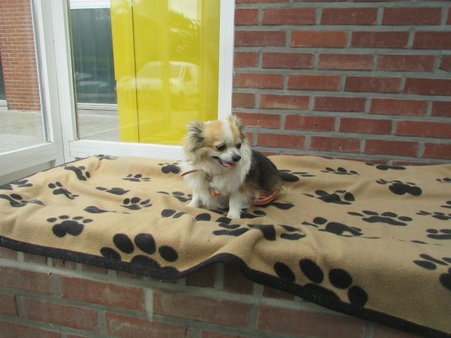 Chipie Chihuahua, Femelle 6 ANS 3 MOIS 116.087.428  I1087414