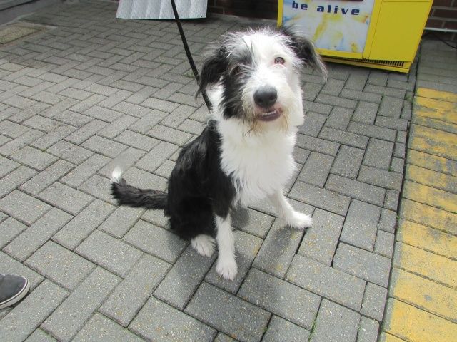 Stich Croisé Levrier-Border Collie, Mâle 7 MOIS 116,087,467  I1087419