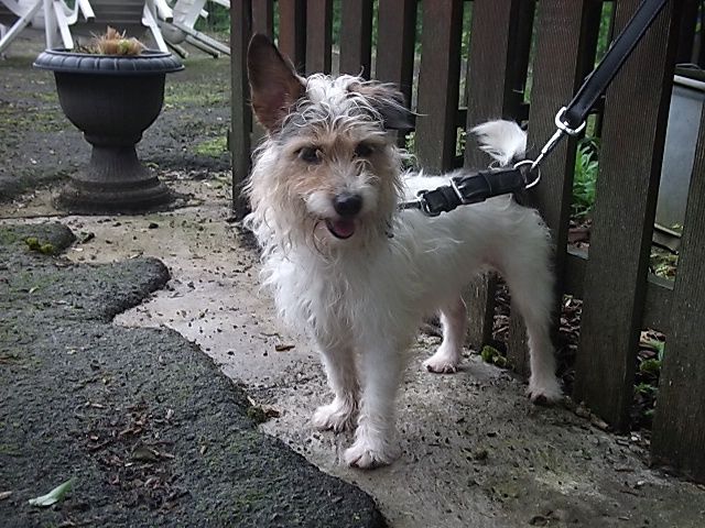 Kenza Jack-Russel-Terrier, Femelle 6 ANS 6 MOIS 416.011.365 I4011311