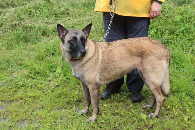 Flipie Berger Malinois Femelle stérilisée Née le 01/05/2009 7 ans et 1 mois Img_3622