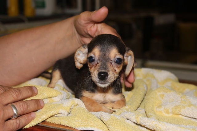 Chihuahua Femelle Née le 05/04/2016 (2 mois) Img_3633